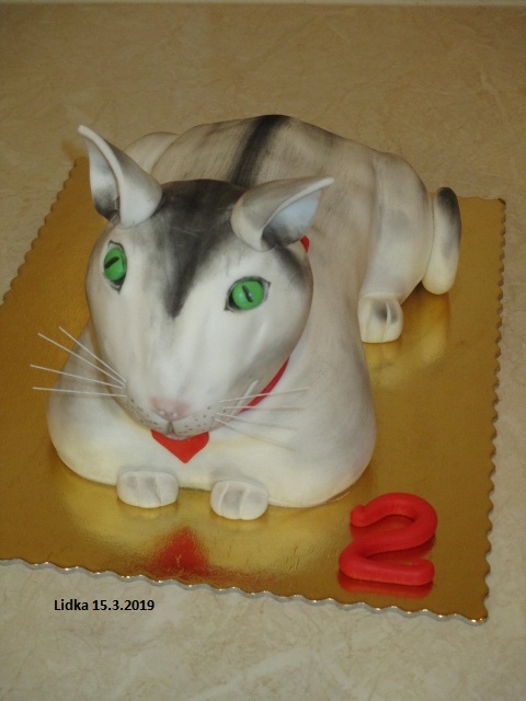 Kočka
